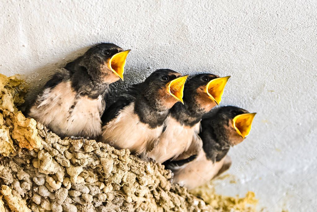     Swallows, babies in the nest waiting to be fed by their mother 