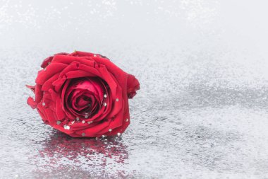    Su damla simli glitter arka plan üzerinde izole kırmızı gül 