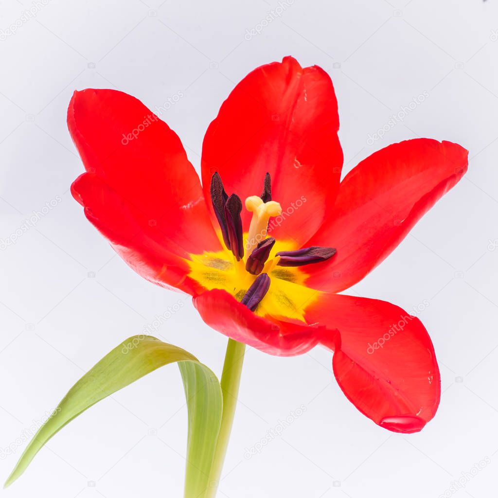     Red tulip, flower and red drops isolated on a white background 