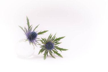     mavi deve dikeni, beyaz bir arka plan üzerinde izole küçük cam vazoda çiçekler 