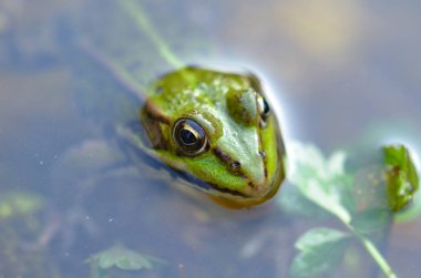      Gölet, İlkbahar, sudan komik kafa yeşil kurbağa 