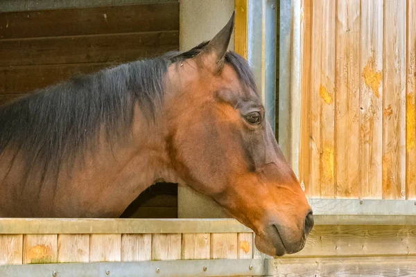 Cavalo Castanho Estábulo Cabeça Perfil — Fotografia de Stock