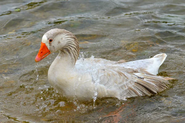 Greylag Goose Anser Anser Oca Colorata — Foto Stock