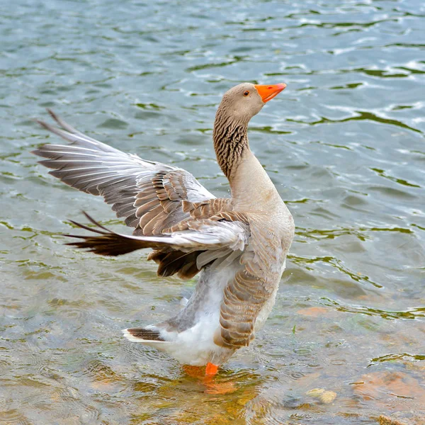 Ganso Greylag Anser Anser Ganso Colorido — Fotografia de Stock