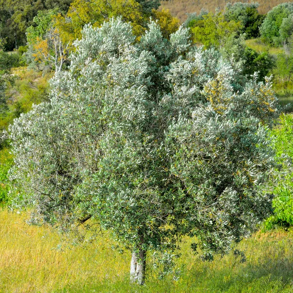 Azeitonas Num Campo Portugal — Fotografia de Stock