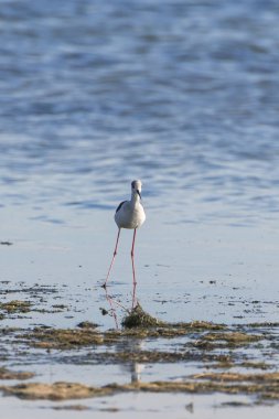      Uzunbacak, kıyıda yemek Himantopus himantopus 