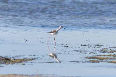      Uzunbacak, kıyıda yemek Himantopus himantopus 