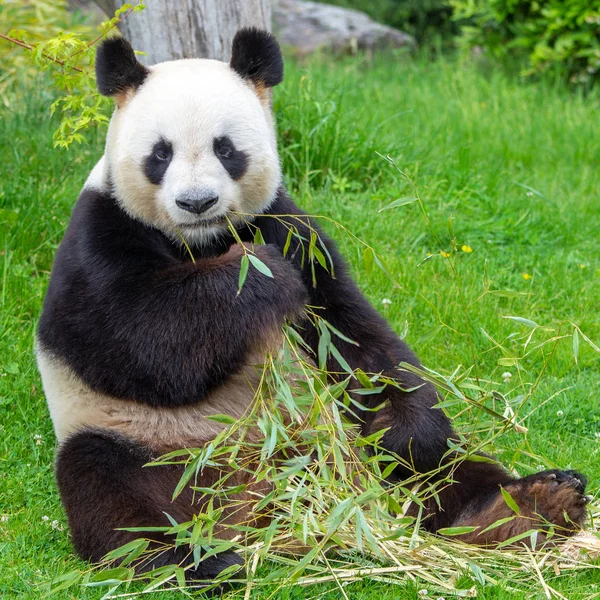 Roztomilý Medvěd Panda Venku Jíst Bambus Strom Větev — Stock fotografie