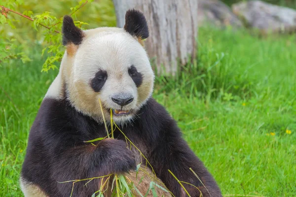 かわいいパンダ クマ屋外咀嚼の木の枝 — ストック写真