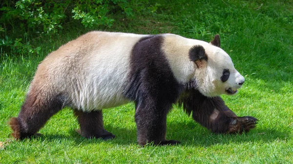 Χαριτωμένο Panda Bear Υπαίθρια Περπάτημα Εξωτερικούς Χώρους — Φωτογραφία Αρχείου