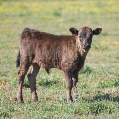     Bir alan içinde Camargue, yabani boğa buzağı 