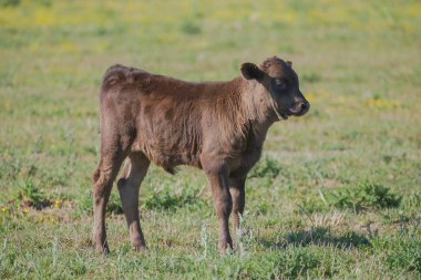     Bir alan içinde Camargue, yabani boğa buzağı 