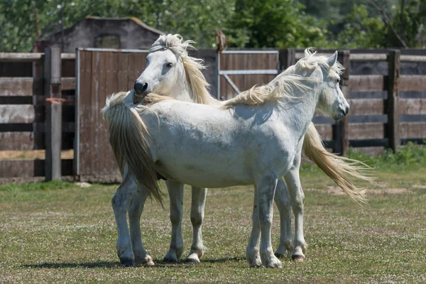 Dois Cavalos Brancos Brincando Juntos Camargue França — Fotografia de Stock