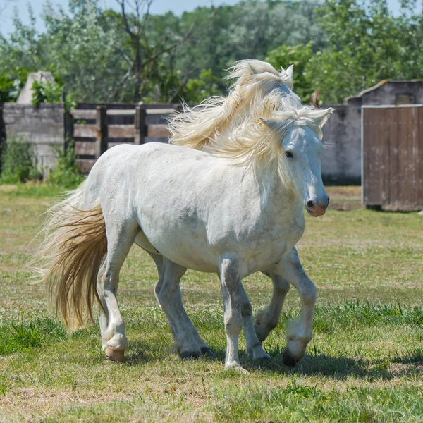 Deux Chevaux Blancs Jouant Ensemble Camargue France — Photo