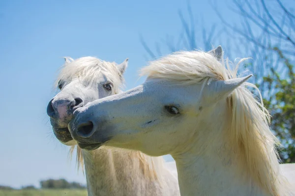 White Camargue Horse Kissing Love — Stock Photo, Image