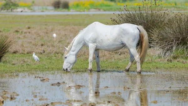 White Horse Bataklıklarında Içme — Stok fotoğraf