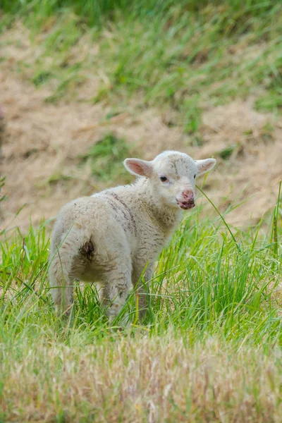 Ovelhas Cordeiros Ovelhas Bebés Num Campo — Fotografia de Stock