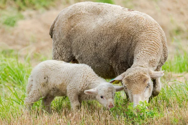 Πρόβατα Και Αρνί Πρόβατα Μωρό Και Μητέρα Ένα Πεδίο — Φωτογραφία Αρχείου