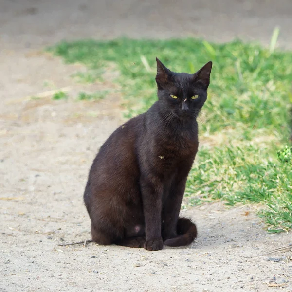 Cat which squints at a mosquito put on its snout