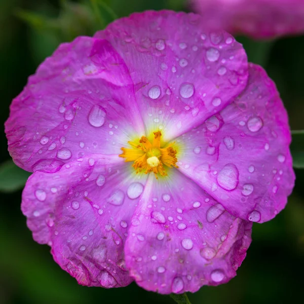 Rosa Flor Púrpura Nacida Después Lluvia —  Fotos de Stock
