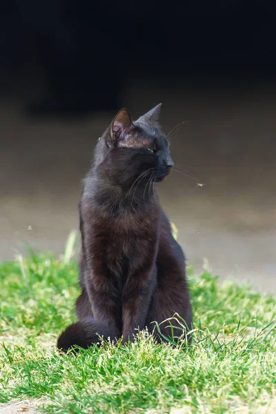 鼻に蚊では目を凝らすをかけた猫 — ストック写真