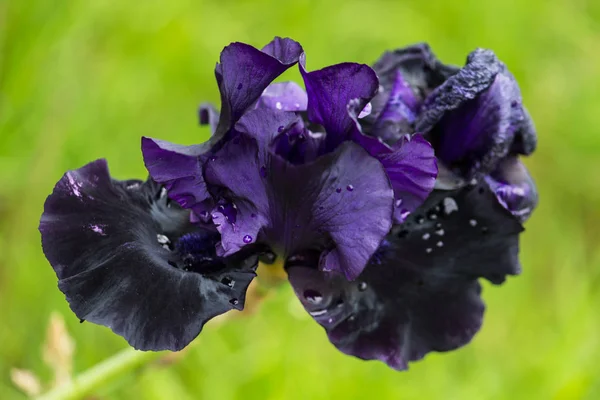 Iris Púrpura Hermosa Flor Grande Después Lluvia —  Fotos de Stock