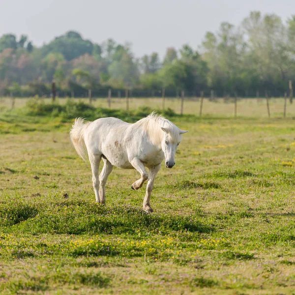 Caballo Blanco Salvaje Corriendo Campo Por Noche Con Polvo —  Fotos de Stock