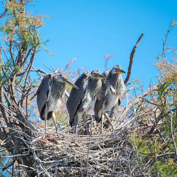 Junge Reiher Nest Lustige Vögel — Stockfoto