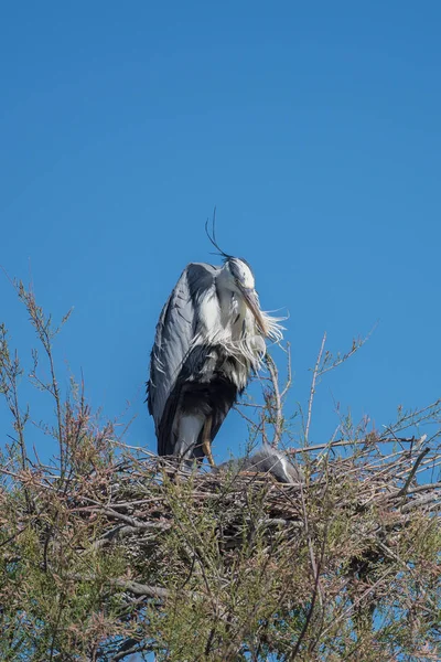 Reiher Ardea Cinerea Nest Mit Babys — Stockfoto