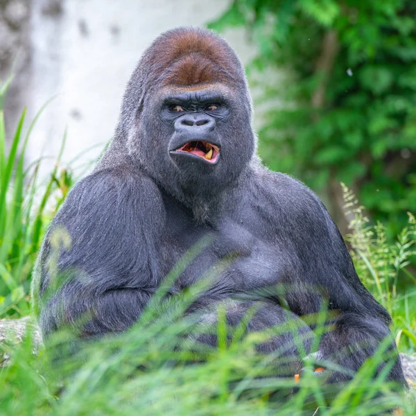 Gorilla Aap Domineert Mannelijke Zittend Het Gras — Stockfoto