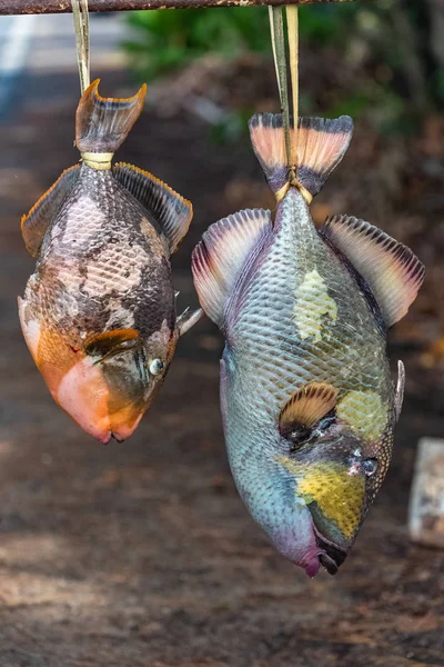 Parrot Fishes Sold Road Fresh Fishes Hung Upside Market Stall — Stock Photo, Image