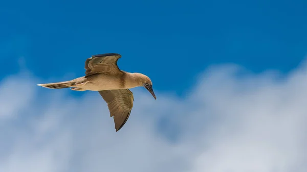 Brown booby, funny exotic bird flying in French Polynesia