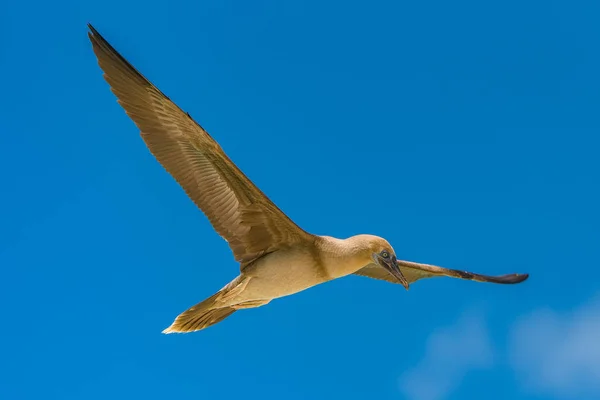 Brown booby, funny exotic bird flying in French Polynesia