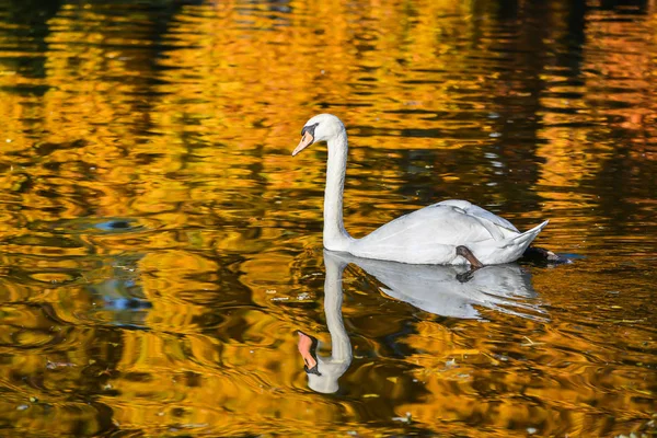 Białego Łabędzia Pływanie Jeziorze Kolorowe Jesień Piękne Kolory — Zdjęcie stockowe