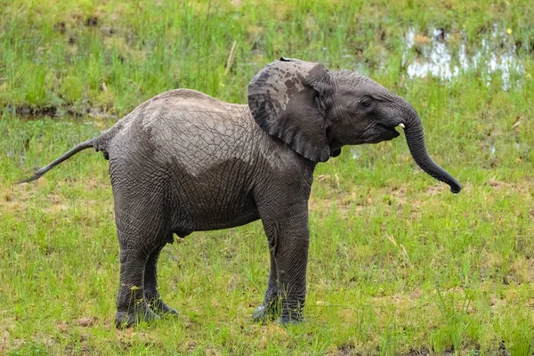 Elefante Bebê Brincando Lama África Sul — Fotografia de Stock