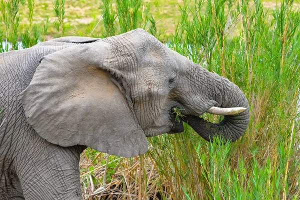 Elephant eating grass in the swamps in South Africa