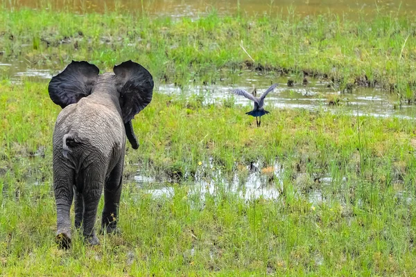 在南非的泥里玩鸟的小象 — 图库照片