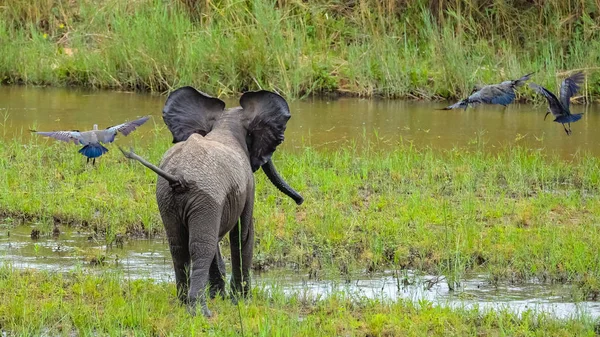 Μωρό Ελέφαντας Παίζοντας Πουλιά Στη Λάσπη Στη Νότια Αφρική — Φωτογραφία Αρχείου