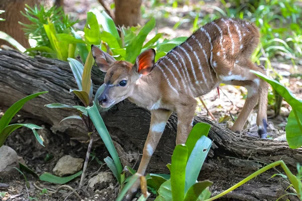 Antelope Nyala Baby Primi Passi Con Sua Madre — Foto Stock