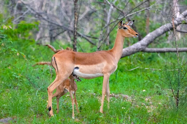 Antelope Allattamento Seno Suo Bambino Simpatici Animali Natura — Foto Stock