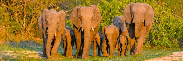 大象在南非的牧群 美丽的夜灯 — 图库照片
