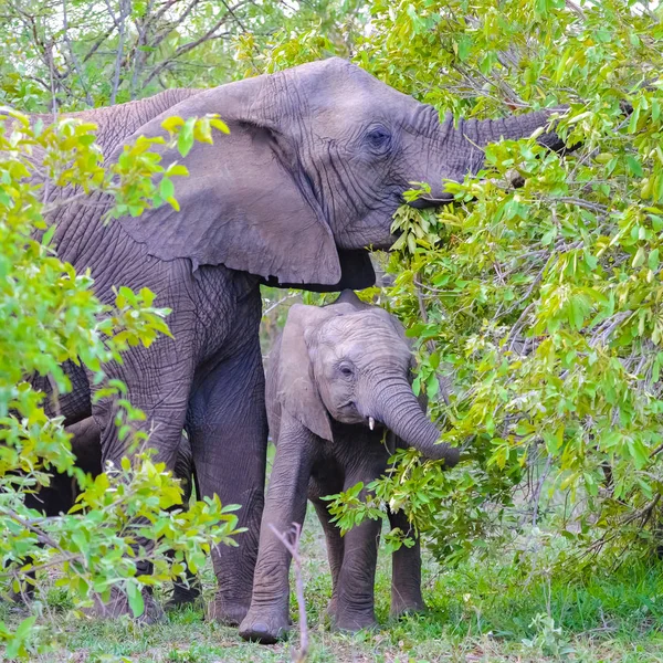 Elefante Babay Elefante Comer Grama África Sul — Fotografia de Stock