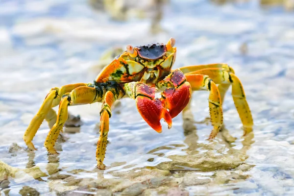 Colorful Big Crab Bora Bora Walking Lagoon French Polynesia — Stock Photo, Image