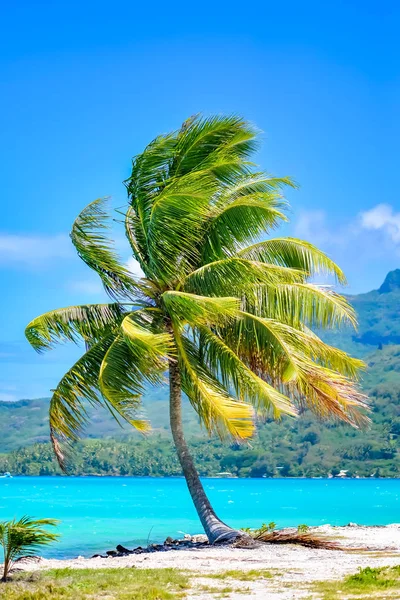 Palmeira Bora Bora Com Lagoa Fundo Polinésia Francesa — Fotografia de Stock