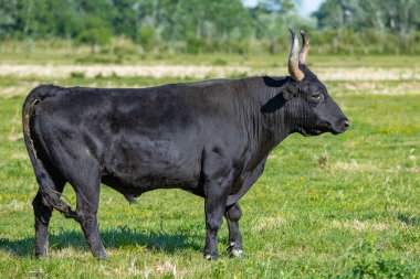     Erkek Camargue içinde hakim bir alanda, boğa 