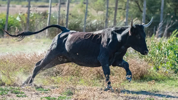 Bull running in a field, charging bull in Camargue