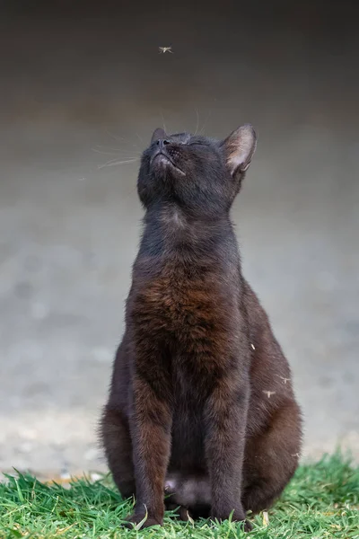Cat which squints at a mosquito put on its snout