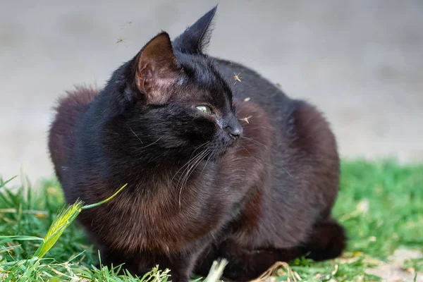 鼻に蚊では目を凝らすをかけた猫 — ストック写真