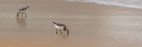 Sanderling Small Bird Running Beach — Stock Photo, Image