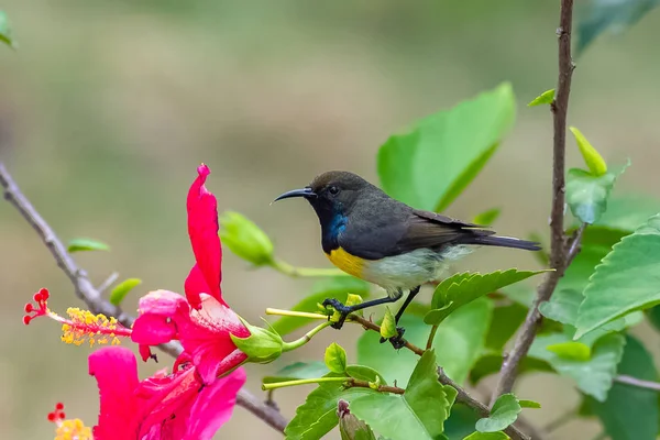 Newton Sunbird Male Beautiful Bird Sao Tome Principe Eating Nectar — Stock Photo, Image